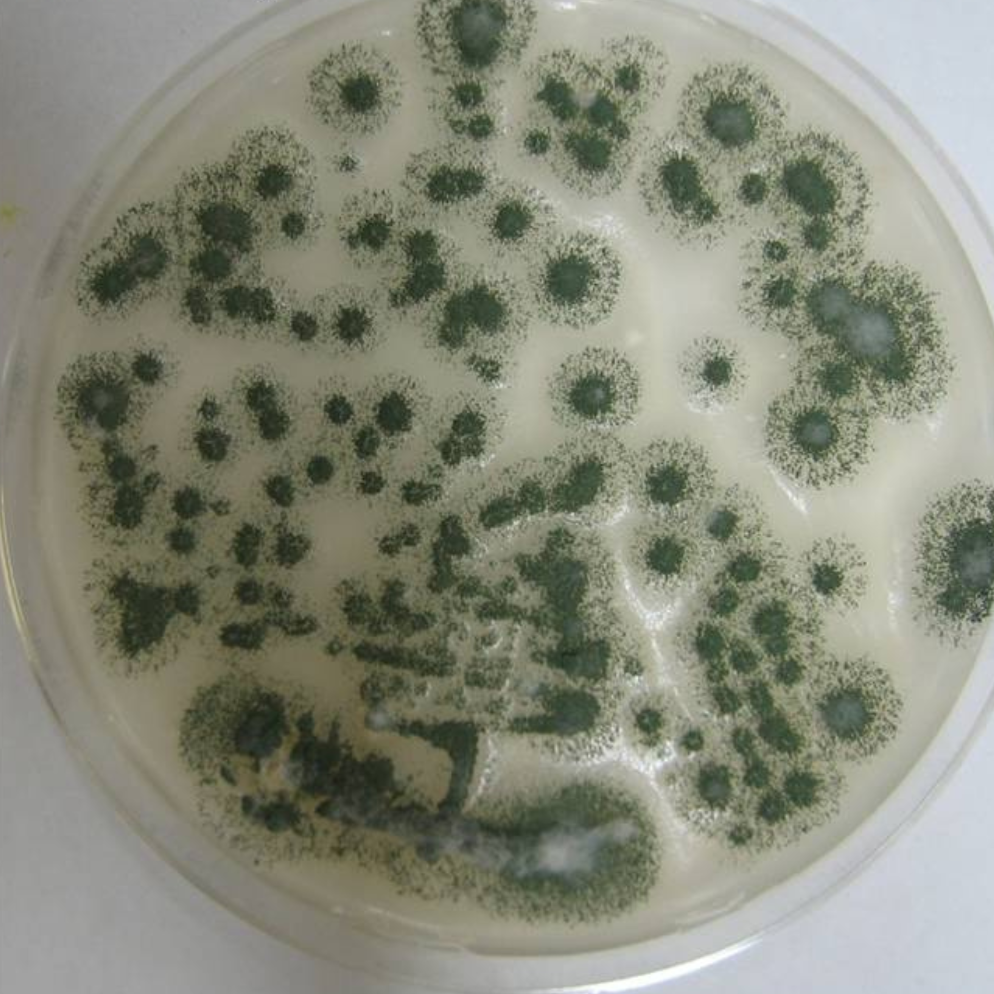 Mass Production Of Metarhizium Anisopliae